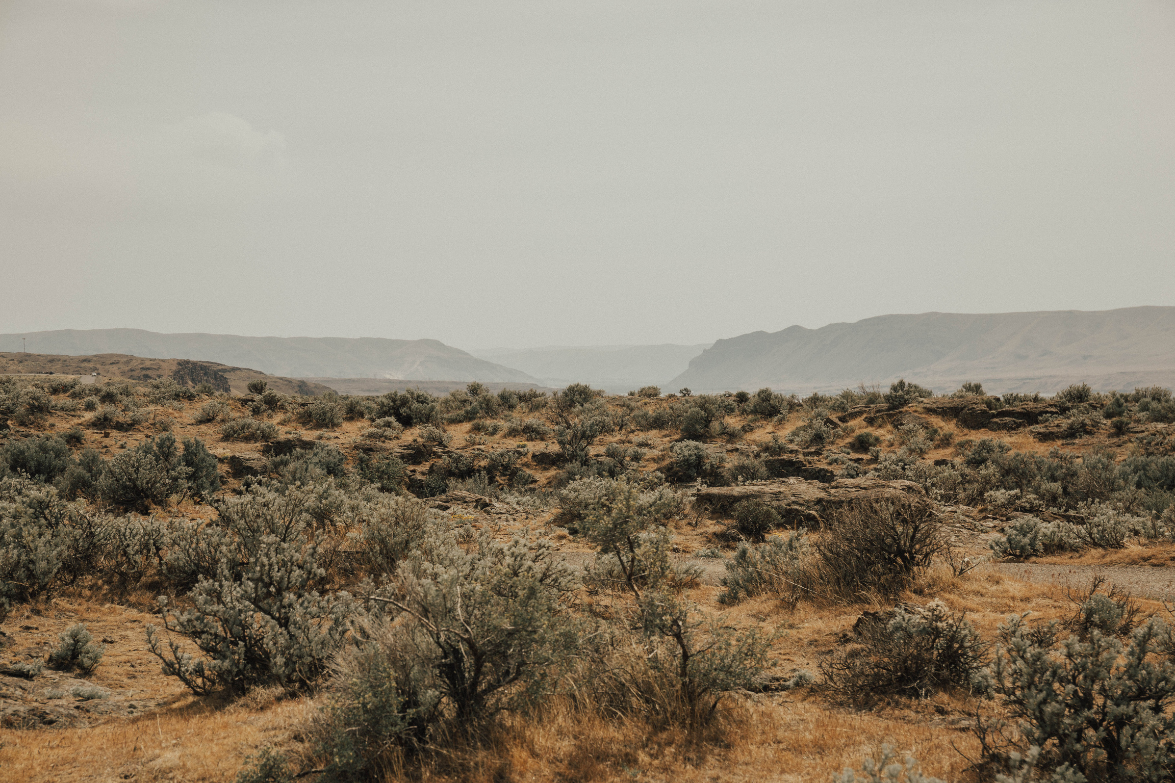 Aesthetic Beige and Sage Green Nature Photo